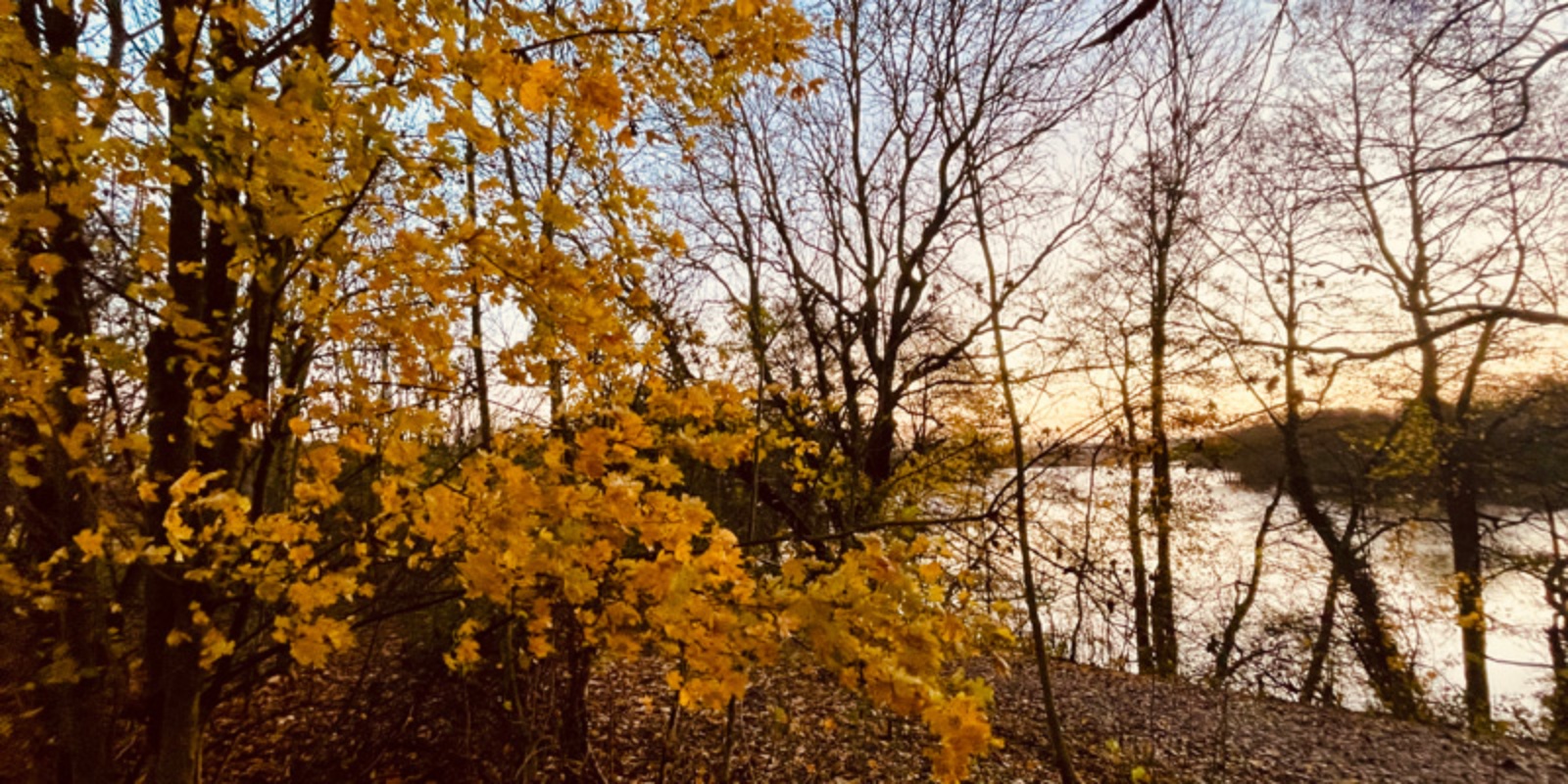 Herbst © Foto: Mathias Richter Herbstlicher Wald mit See im Hintergrund