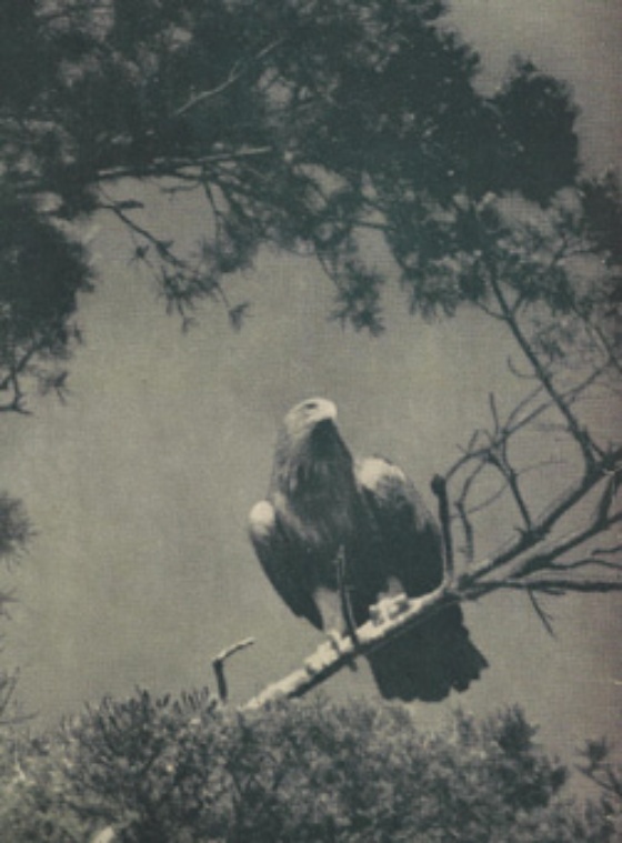 Seeadler NSG Müritz 1936 (K) Bild