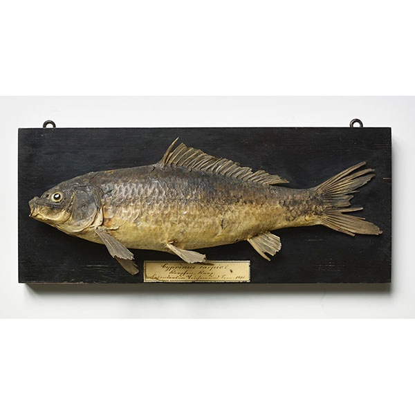 Common carp (Cyprinus carpio)